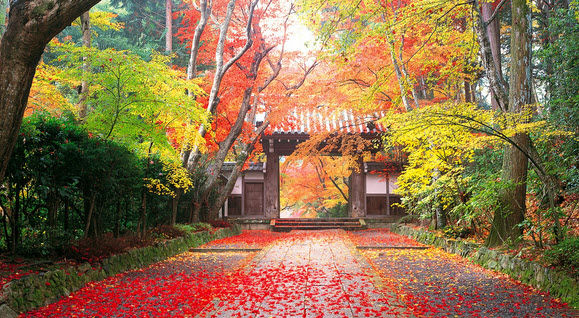 Quy trình tuyển chọn học bổng du học của Chính phủ Nhật - MEXT