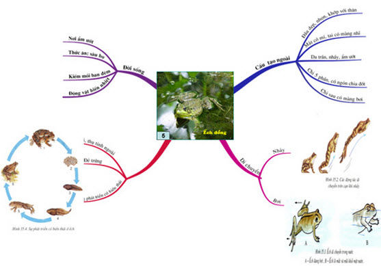 Cách làm bài thi THPT quốc gia 2015 môn Sinh học đạt điểm cao