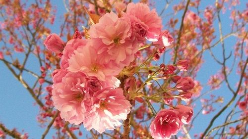 sử dụng từ hoa trong tiếng anh