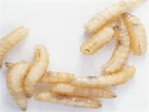 con-doi_trong_sua_cua_hoc_sinh_mam_non