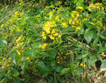 Cay_la_ngon Cay_la_ngon