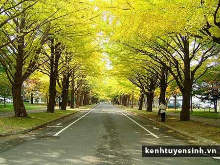 Đai học quốc tế tại nhật bản dai hoc quoc te, hokkaido university, thu tuc du hoc nhat ban, điều kiện du học nhật bản, học bổng du học nhật bản, thông tin du hoc nhat ban,