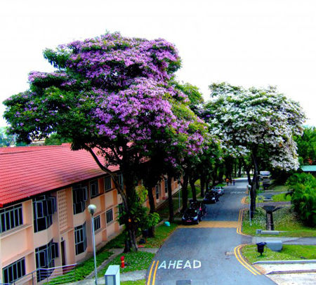 Trường đại học hàng đầu Singapore