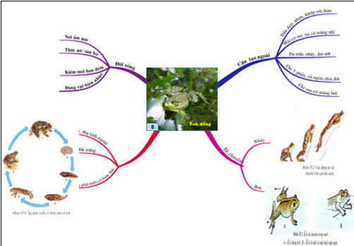 Cách làm bài thi THPT quốc gia 2015 môn Sinh học đạt điểm cao