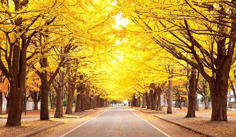 Trường đại học quốc tế Hokkaido tại Nhật Bản