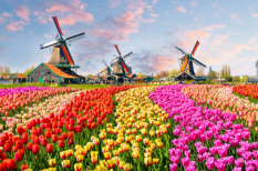 Bật mí ưu điểm và nhược điểm khi du học tại Netherlands