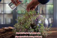Bài tập luyện nhớ kiến thức về câu điều kiện nâng cao