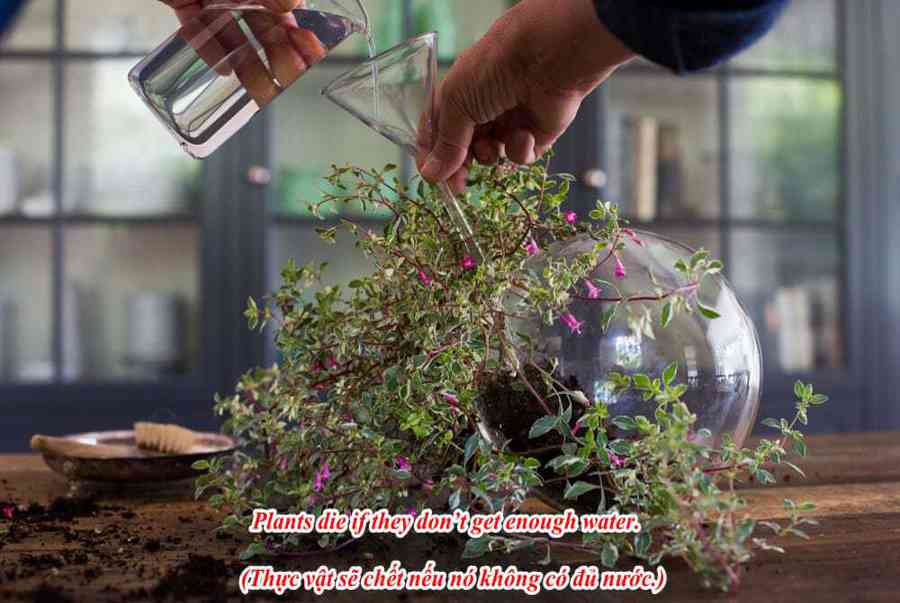 Bài tập luyện nhớ kiến thức về câu điều kiện nâng cao