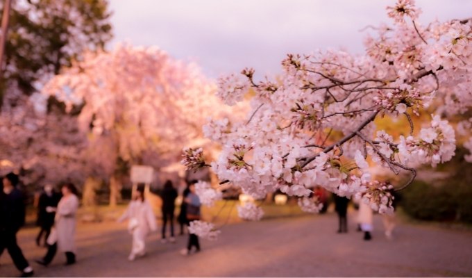 TOP 4 khóa học tiếng nhật online