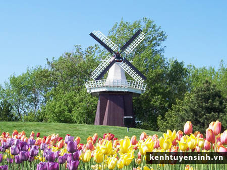 Ngành Thương Mại và Kinh Doanh Nông Nghiệp QT - Hà Lan