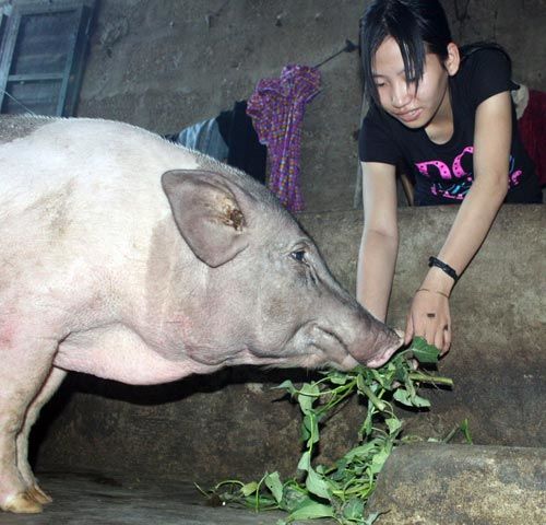 Bán cá, chăn bò vẫn đậu thủ khoa