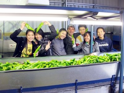 Du học sinh làm thêm ở xứ chuột túi